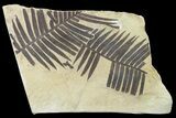 Plate Of Jurassic Aged Cycad (Zamites) Fossils - France #139284-1